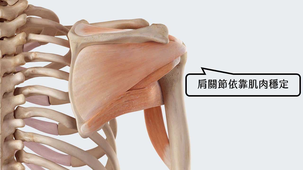 中風後的肩膀半脫位 - 第2張圖 中風肩膀脫位